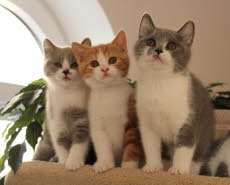 Dornr�schenEisb�rDreamberry07