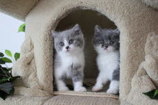 Dreamberry Dornr�schen