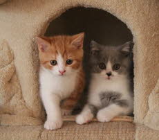 Eisb�rDornr�schen07