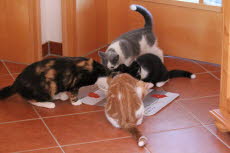 Familienfr�hst�ck